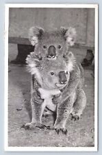 Koala Bears Koala Park Native Bear Sanctuary Sydney Australia Postcard Posted picture
