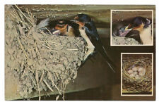 Barn Swallow Postcard Birds Nest picture