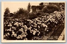 1922-1926 Vintage Hedge Of Roses Portland Oregon Real Photo Postcard E4 picture