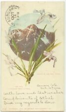 uncommon 1902 Colorado Mount of the Holy Cross and Iris Flowers - Detroit Pub picture