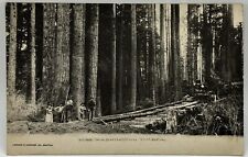 Antique 1907 Washington Timber Postcard  picture