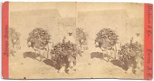 Henry Buehman & Co Stereoview of Pack Mules in Old Tucson s1880s picture