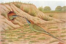BIRDS OF INDIA. Common Indian Bee-Eater (Merops orientalis) 1924 old print picture