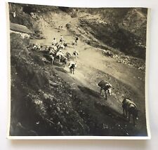 Caracas Venezuela Antique Photograph Men Donkeys Mountains (Trimmed at top) picture