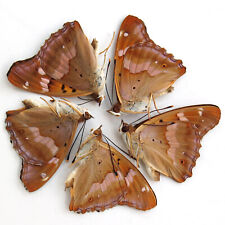 5 PCS collection unmounted folded real butterfly nymphalidae apatura ilia A1 A1- picture
