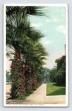 Postcard California Riverside CA Palms Geraniums 1922 Posted Divided Back picture
