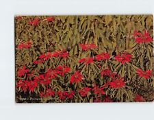 Postcard Poinsettia Hedge picture