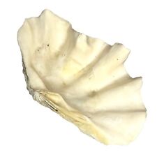 Antique Natural Real Tridacna Clam Shell 13” picture