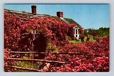 Chatham MA- Massachusetts, Famous Rose Cottage, Antique, Vintage Postcard picture