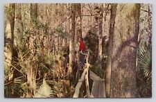 Postcard Tom Gaskins Cypress Knee Land Palmdale Florida picture