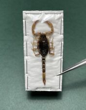 Dried Scorpion Specimen 1pc Insect Taxidermy (CA) picture