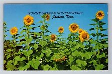 Jackson TN-Tennessee, General Greetings, Sunflowers, Antique Vintage Postcard picture