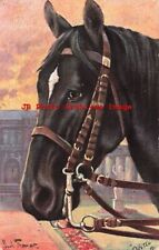 Paul Thomas, Tuck No 353 B, Rasse-Pferde, Trakehner Stallion, Horse picture