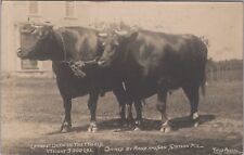 Largest Oxen in the World Clinton Fair Stetson Maine 1909 RPPC Postcard picture