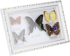 Real Framed Butterfly, Butterfly Specimen Display with Black and White Frame Tax picture