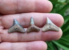 Carcharhinus Fossil Shark Teeth (3) Florida picture
