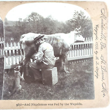 Cat Drinking Cow Milk Stereoview c1899 Pet Trick Dairy Farmer Squirting M25 picture