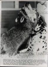 1965 Press Photo Daisy the raccoon embracing a dalmatian in Sturgeon Bay picture