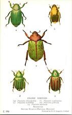 Vtg Postcard 1924-6 British Museum Natural History Exotic Beetles UNP E-190 picture