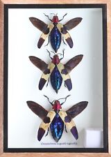 Real 3 Chrysochroa Duqueti Rugicollis Insect Taxidermy Display In Wooden Box picture