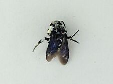Thyreus calceatus Apidae Hymenoptera from South Africa picture