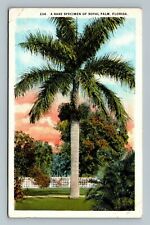 A Rare Specimen of Royal Palm, Florida Postcard picture