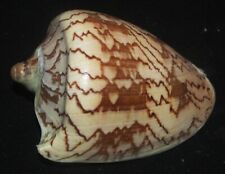 117 mm SPECIAL PATTTERN Cymbiola Nobilis Volute Seashell Racha Island Phuket picture
