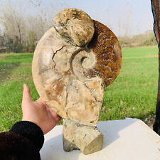 13.44LB Natural Large Beautiful Ammonite Fossil Conch Crystal Specimen Healing picture
