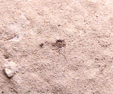 Nicely Preserved Florissant Insect Fossil Eocene Colorado picture