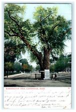 Washington Tree Cambridge MA Massachusetts Early Posted View Postcard picture