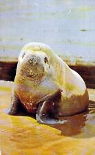 New York Aquarium Atlantic Walrus-Stage One Ocean Front Coney Island Postcard picture