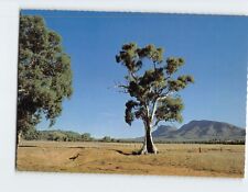 Postcard Cazneux Tree South Australia picture