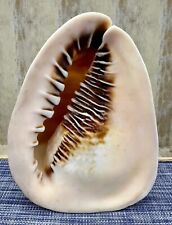Large Horned Queen Helmet Conch Sea Shell 7.5” x 5.5” x 5” 1.75 Lbs Beautiful picture