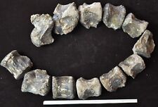 Subyracodon Associated Vertebrae, Fossils Early Large Rhinoceros, Badlands R1119 picture