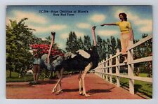 Miami, FL-Florida, Huge Ostriches At Miami's Rare Bird Farm, Vintage Postcard picture