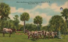 Vintage Postcard Zee-Horse & Grevy Zebras At Africa U. S. A. Boca Raton Florida picture