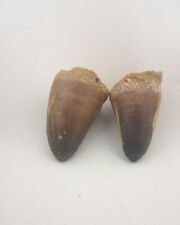 Two Rare Mosasaur Tooth Fossil Prognathodon teeth Morocco Fossilized Dinosaur  picture