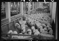 Photo:Interior of sheep barn, stockyards, Denver, Colorado picture