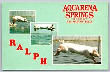 Postcard Ralph The Swimming Pig Aquarena Springs Resort San Marcos Texas A14 picture