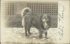 Beautiful Family Dog Tongue Out - Ridgewood NJ Cancel 1908 Real Photo Postcard picture