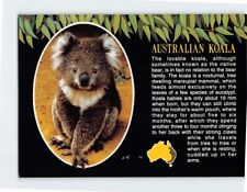 Postcard Australian Koala, Australia picture