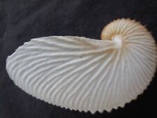 Paper Nautilus shell Argonauta Nouryi from Baja Mexico RARE 3.5