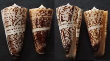 Seashells Conus thalassiarchus set of 2 pcs 54 & 60.2mm F+++/GEM marine specimen picture