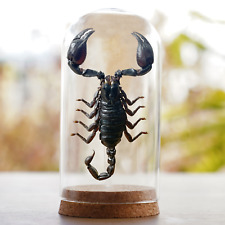 Real Dried Taxidermy Scorpion Glass Dome Art Gothic Decor Home Emtomology Gift picture