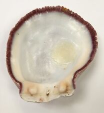 Spiny Oyster Shell Natural Curiosity Cabinet Specimen - 44g picture