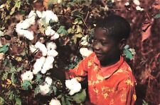 Postcard Agriculture Young Man in a Mississippi Cotton Field Deep South picture