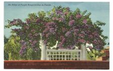 FL Postcard Florida Purple Bougainvillea Tropical Flowers picture