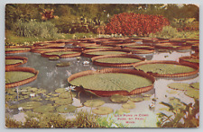 St Paul Minnesota Como Park Lily Pond Divided Back Postcard picture
