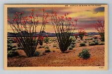 Ocotillo In Bloom On The Desert Vintage Souvenir Postcard picture