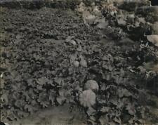 1923 Press Photo Vines and Pumpkins Growing In Lush Southern Alberta Garden picture
